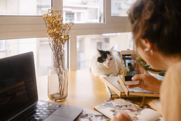 IMAGO Creative: Business - Work-Life Balance Graphic designer photographing cat through smart phone on desk at home model released, Symbolfoto property released, MMPF00416