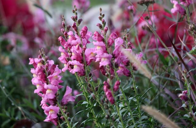 Erfurt 12 11 2022, Erfurt, Petersberg, pink loewenmaeulchen antirrhinum