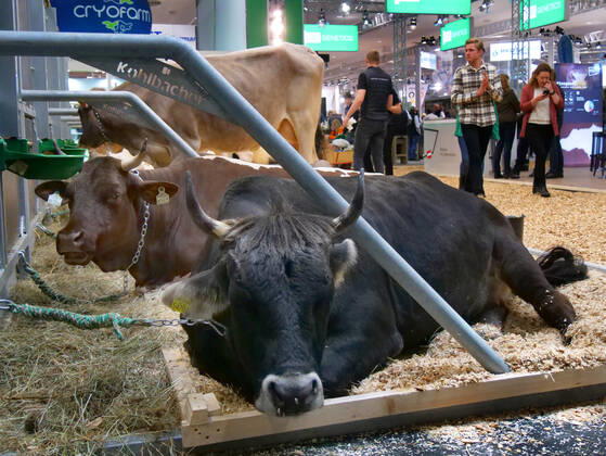 Impressions and tour of the EuroTier 2022 in the Hanover Fair from 15 11 18 11 2022 EuroTier 2022