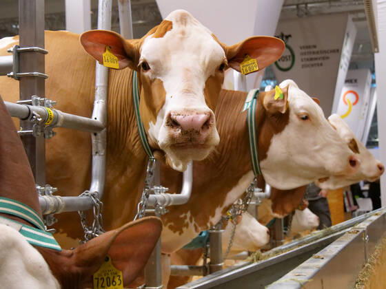 Impressions and tour of the EuroTier 2022 in the Hanover Fair from 15 11 18 11 2022 EuroTier 2022