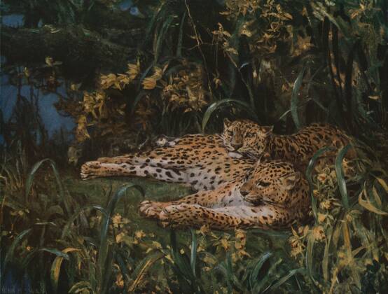 RECORD DATE NOT STATED Indian Leopards , late 19th-early 20th century, (c1930). Creator: John MacAllan Swan. Copyright:x4682x3550x IMAGO ,2716403 ! ACHTUNG: AUFNAHMEDATUM GESCHÄTZT!  Copyright:4682x3550x IMAGO