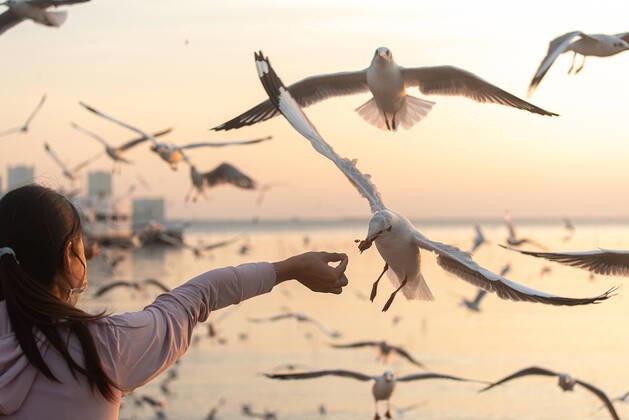 Bilder des Jahres 2022, Entertainment 12 Dezember Entertainment Themen der Woche KW50 Entertainment Bilder des Tages Entertainment Bilder des Tages December 18, 2022, Samut Prakarn, Thailand: A tourist seen feeding a seagull at Bang Pu seaside resort in Samut Prakarn. Every year during the cold winter in Thailand between November and March thousands of seagulls migrate from Siberia and Mongolia to Bang Pu seaside in Samut Prakan province to escape the harsh winter. Samut Prakarn Thailand - ZUMAs197 20221218_zaa_s197_123 Copyright: xPeeraponxBoonyakiatx