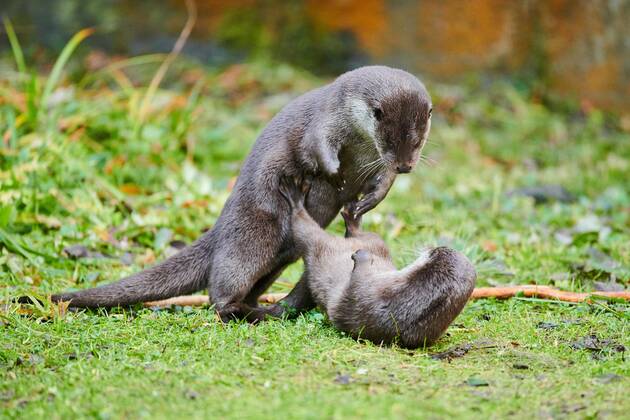 Two Otters Lutra Lutra Play together at a Meadow at Bavarian Forest, Bavaria, Germany, Europe Copyright: imageBROKER Davidx&xMichaxSheldon ibxshe08899243.jpg