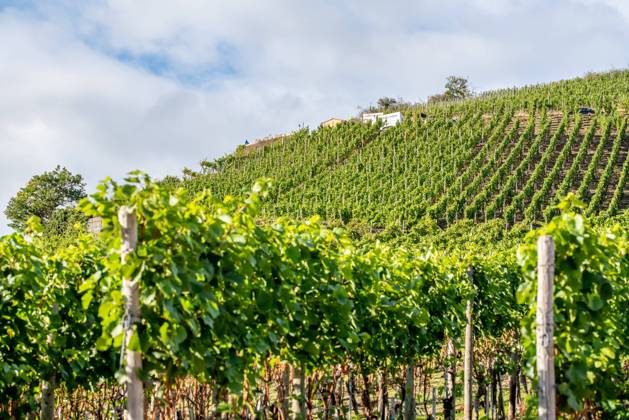 IMAGO Creative, Sommer, Weinfeste und Weinwanderungen Weinanbaugebiet Weinanbau region Dernau im Ahr-Tal Copyright: xZoonar.com KayxAugustinx 16165463