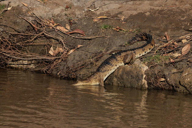 BUNUBA RANGERS, A Johnstone s crocodile or freshwater crocodile is seen in the Danggu Geikie Gorge National Park on the Fitzroy River near Fitzroy Crossing in the Kimberley region of Western Australia on Saturday, October 15, 2022. Bunuba Aboriginal people are the traditional owners and are joint park managers. The Bunuba Rangers, based in Fitzroy Crossing, are an independent group established by the Bunuba Dawangarri Aboriginal Corporation (BDAC) to help manage significant central west Kimberley conservation reserves established on Bunuba country.( NO ARCHIVING, EDITORIAL USE ONLY, NO USE IN BOOKS WITHOUT CONSENT WA AUSTRALIA  Copyright: xRICHARDxWAINWRIGHTx 20221108001745505197