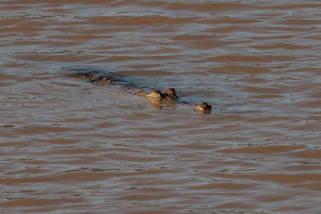 BUNUBA RANGERS, A Johnstone s crocodile or freshwater crocodile is seen in the Danggu Geikie Gorge National Park on the Fitzroy River near Fitzroy Crossing in the Kimberley region of Western Australia on Saturday, October 15, 2022. Bunuba Aboriginal people are the traditional owners and are joint park managers. The Bunuba Rangers, based in Fitzroy Crossing, are an independent group established by the Bunuba Dawangarri Aboriginal Corporation (BDAC) to help manage significant central west Kimberley conservation reserves established on Bunuba country.( NO ARCHIVING, EDITORIAL USE ONLY, NO USE IN BOOKS WITHOUT CONSENT WA AUSTRALIA  Copyright: xRICHARDxWAINWRIGHTx 20221109001745507089