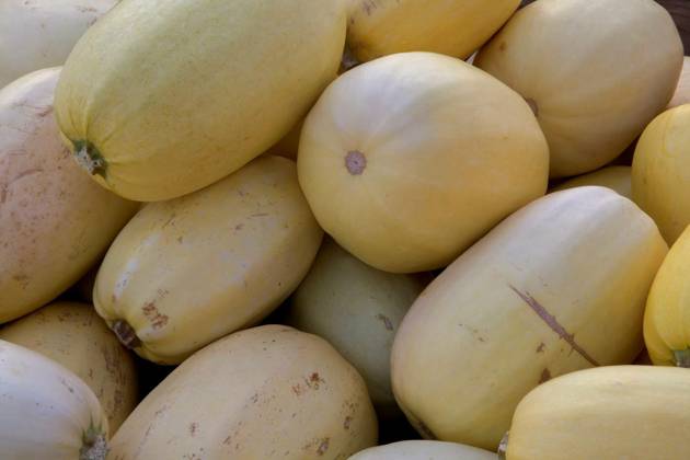  spaghetti squash winter thanksgiving organic food full frame healthy agriculture market, winter squash heap spaghetti variation thanksgiving organic market food vegetarian agriculture, winter squash heap spaghetti variation thanksgiving organic market food vegetarian agriculture, 06.10.2022, Copyright: xjacquesdurocherx Panthermedia32270020.jpg