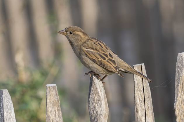 House sparrow, sparrow, Passer domesticus, sparrow, songbird, sitting on the top of a wooden fence, on 31 10 2022 in the Berlin Zoological Garden Zoological Garden Berlin