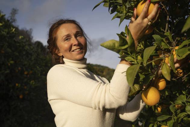 Smiling farmer picking fresh oranges from tree in orchard model released, Symbolfoto property released, NJAF00152