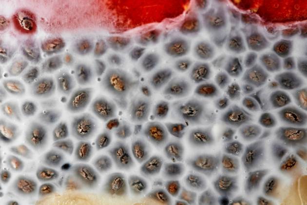 pudding of chia seeds and berries . Macro shot Macro shot of chia seed pudding topped with strawberries. Healthy breakfast or morning snack concept Copyright: xZoonar.com IaroslavxDanylchenkoxphoographerxxartjazz.com.uax 12250516
