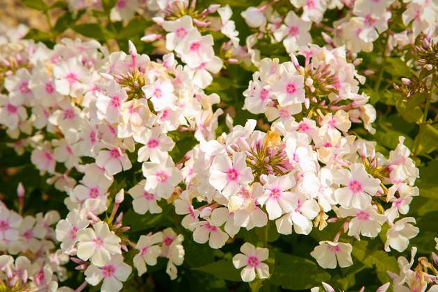 RECORD DATE NOT STATED Summer bloomed small flowers pink Phlox.Texture or background , 33946020.jpg, flower, Phlox, unpretentious, fragrant, herbaceous, texture, background, plants, flowering, garden, bloom, nature, beauty, flora, green, pink, outdoor, paniculate Phlox, petal, plant, garden Phlox, color, summer, close-up, bright, floral, purple, perennial, natural, ornamental plant, spring, botany, gardening, perennial Phlox, leaf, colorful, flowers, group, fresh, season, decorative, flowering Plant, paniculate, pattern, pink flower, Botanical, small, love, lush