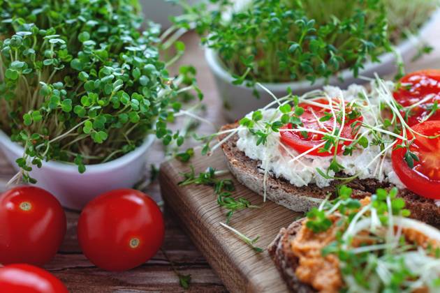 Microgreens delicious rustic rye bread with vegetable spreads, tomato and fresh microgreens on wooden table Germany