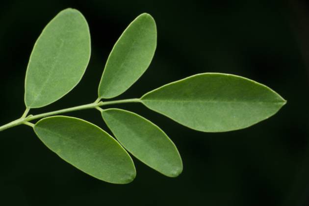 Drumstick tree leaf, Moringa oleifera, Satara, Maharashtra, India Drumstick tree leaf, Moringa oleifera, Satara, Maharashtra, India Copyright: xZoonar.com RealityImagesx 17912665