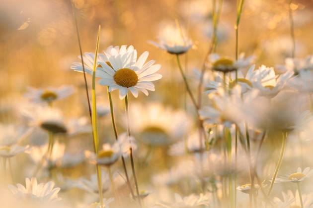 Daisies Daisies on a spring meadow in the early morning. Copyright: xZoonar.com PaulxAniszewskix 18846074