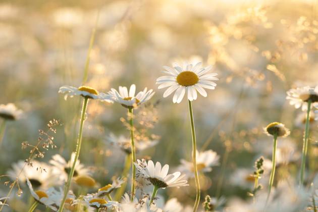 Daisies Daisies on a spring meadow in the early morning. Copyright: xZoonar.com PaulxAniszewskix 18846109