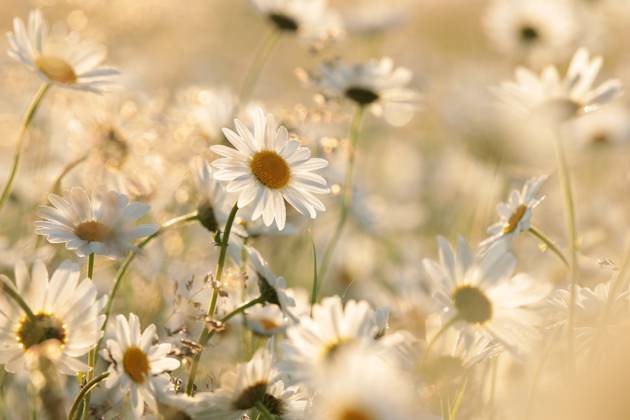 Daisies Daisies on a spring meadow in the early morning. Copyright: xZoonar.com PaulxAniszewskix 18846137