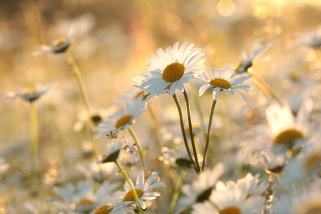 Daisies Daisies on a spring meadow in the early morning. Copyright: xZoonar.com PaulxAniszewskix 18846138