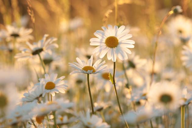 Daisies Daisies on a spring meadow in the early morning. Copyright: xZoonar.com PaulxAniszewskix 18846165