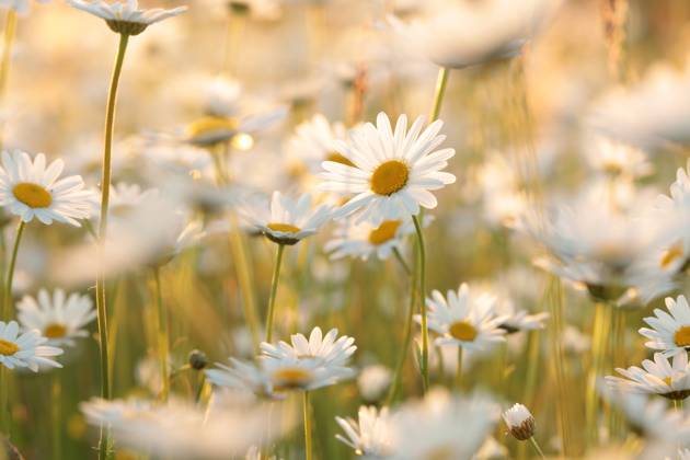 Daisies Daisies on a spring meadow in the early morning. Copyright: xZoonar.com PaulxAniszewskix 18846168