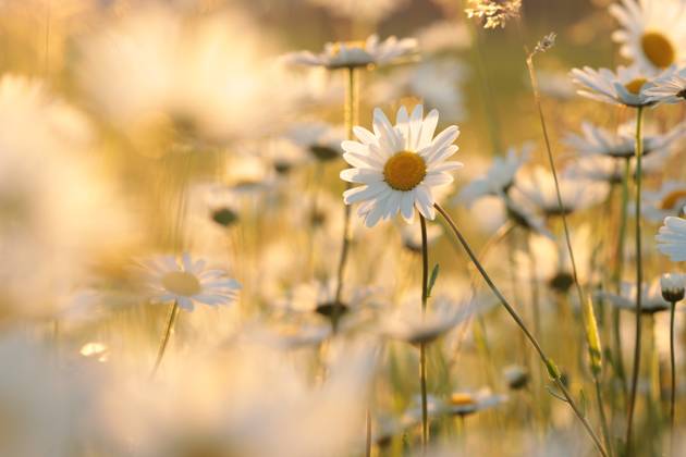 Daisies Daisies on a spring meadow in the early morning. Copyright: xZoonar.com PaulxAniszewskix 18846195