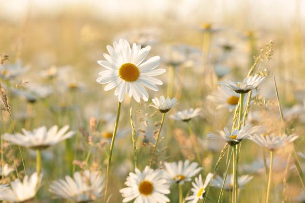 Daisies Daisies on a spring meadow in the early morning. Copyright: xZoonar.com PaulxAniszewskix 18846201