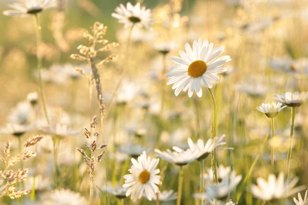 Daisies Daisies on a spring meadow in the early morning. Copyright: xZoonar.com PaulxAniszewskix 18846211