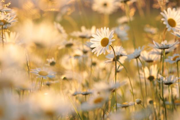 Daisies Daisies on a spring meadow in the early morning. Copyright: xZoonar.com PaulxAniszewskix 18846244