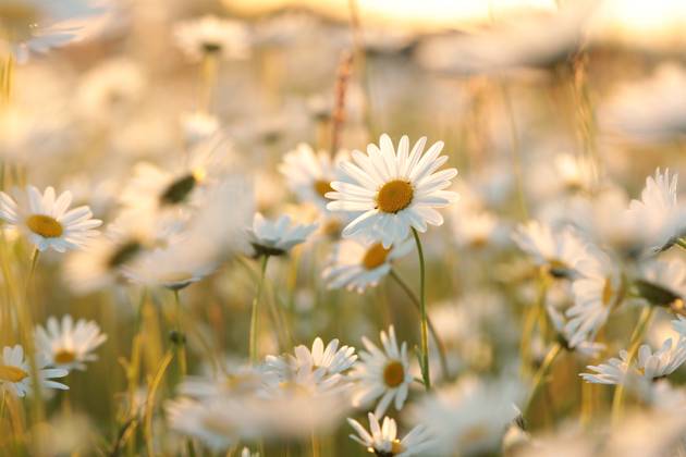 Daisies Daisies on a spring meadow in the early morning. Copyright: xZoonar.com PaulxAniszewskix 18846245