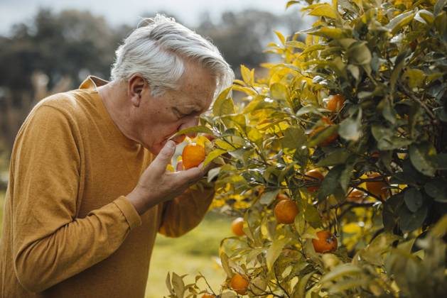 Senior man smelling orange fruit standing by tree model released, Symbolfoto property released, JOSEF16408