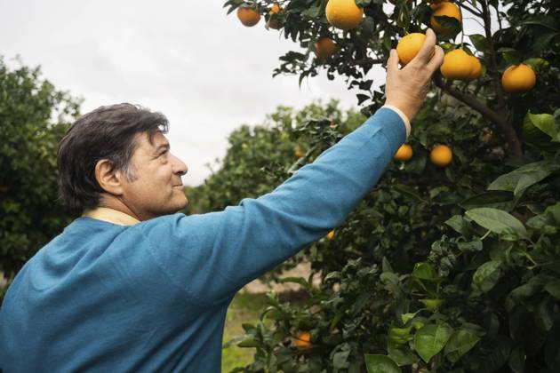 Smiling senior man picking orange from tree model released, Symbolfoto, NJAF00219