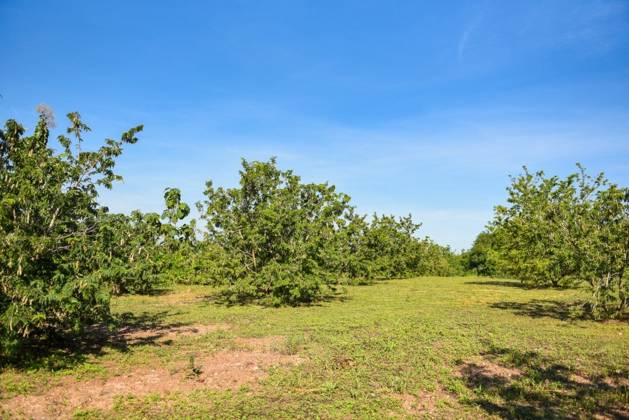 RECORD DATE NOT STATED Tamarind tree, ripe tamarind fruit on tree with leaves in summer background, Tamarind plantation agricultural farm orchard tropical garden