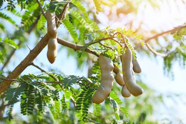 RECORD DATE NOT STATED Tamarind tree, ripe tamarind fruit on tree with leaves in summer background, Tamarind plantation agricultural farm orchard tropical garden; Tamarinde tree, ripe Tamarinde Frucht am Baum mit verlässt ÊIn Sommer background, Tamarinde Plantage landwirtschaftliche Hof Obstgarten tropisch Garten IST_23395_13367