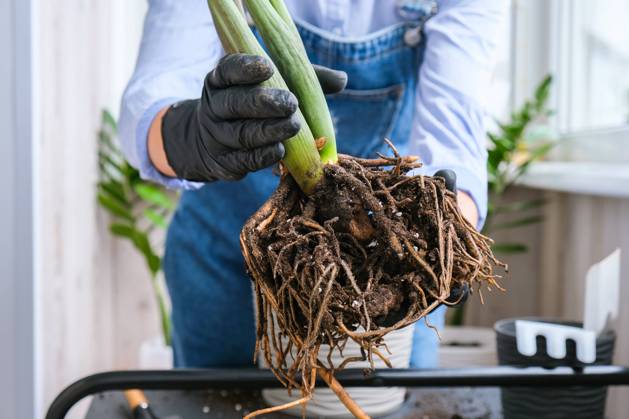 Gardener woman transplants indoor plants and use a shovel on table. Zamioculcas Concept of plants care and home garden. Spring planting Gardener woman transplants indoor plants and use a shovel on table. Zamioculcas Concept of plants care and home garden. Spring planting. Money tree Copyright: xZoonar.com AnastasiiaxYanishevskax 18379506 ,model released, Symbolfoto ,property released