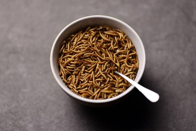 Mealworms in a muesli bowl The EU considers it safe to eat yellow mealworms The Europe-wide approval as food is thus getting closer According to the World Health Organization (WHO), more than 2,100 insect species are edible for humans Topic image, symbol image Cologne, 12 03 2023 NRW Germany Copyright: xChristophxHardtx