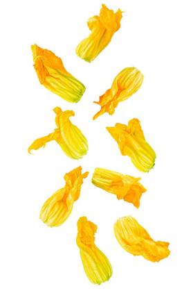 IMAGO Creative, Food, Zucchiniblüten Courgette flowers in the air isolated on white background, Isolated flying vegetables. Nine courgette flowers falling on white background with clipping path as package design element and advertising. Full depth of field., Isolated flying vegetables. Nine courgette flowers falling on white background with clipping path as package design element and advertising. Full depth of field., 15.02.2023, Copyright: xCiorbax Panthermedia33639651.jpg