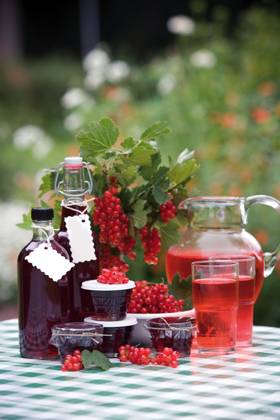 Red currant Copyright: xFerdinandxSteenx xDesignxPicsx , 30426907 Copyright: FerdinandxSteenx xDesignxPics 30426907