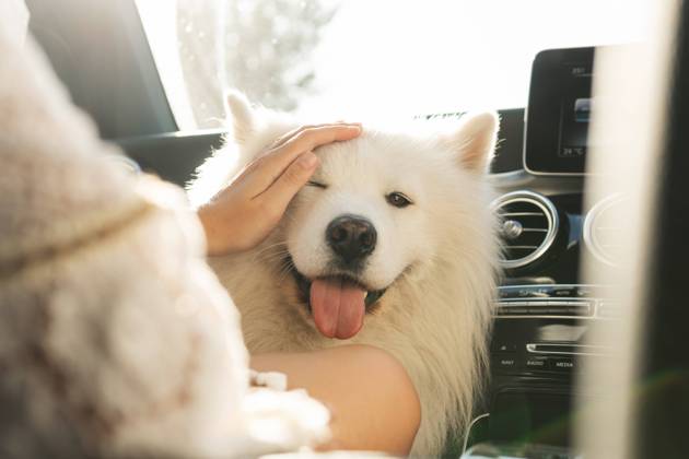 Cute Samoyed dog inside a modern car during a road trip Cute Samoyed dog inside a modern car during a road trip at summer day Copyright: xZoonar.com blackdayx 18601461