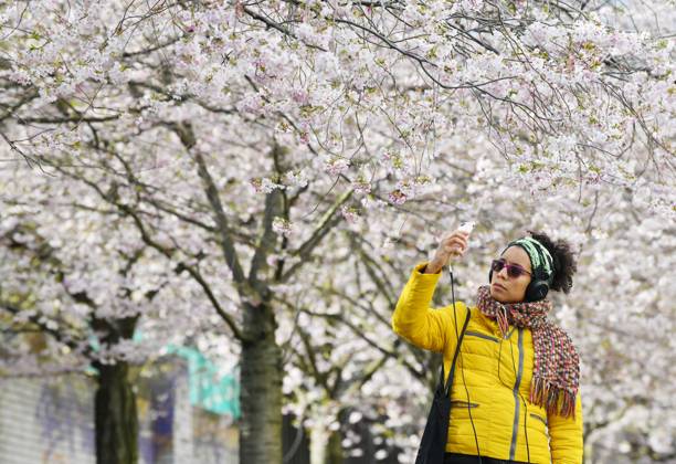 Berlin, Kirschblüte (230406) -- BERLIN, April 6, 2023 -- A woman takes photos of cherry blossoms in Berlin, Germany, April 5, 2023. ) GERMANY-BERLIN-CHERRY BLOSSOM RenxPengfei 