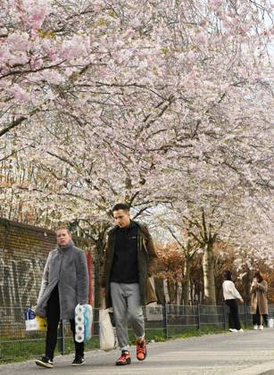 Berlin, Kirschblüte (230406) -- BERLIN, April 6, 2023 -- People walk under cherry blossoms in Berlin, Germany, April 5, 2023. ) GERMANY-BERLIN-CHERRY BLOSSOM RenxPengfei 