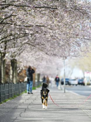 Berlin, Kirschblüte (230406) -- BERLIN, April 6, 2023 -- A dog walks under cherry blossoms in Berlin, Germany, April 5, 2023. ) GERMANY-BERLIN-CHERRY BLOSSOM RenxPengfei 