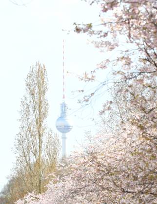 Berlin, Kirschblüte (230406) -- BERLIN, April 6, 2023 -- This photo taken on April 5, 2023 shows cherry blossoms in Berlin, Germany. ) GERMANY-BERLIN-CHERRY BLOSSOM RenxPengfei 