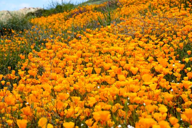 California Golden Poppy and Goldfields blooming in Walker Canyon, Lake Elsinore, CA. USA. California Golden Poppy and Goldfields blooming in Walker Canyon, Lake Elsinore, CA. USA. Bright orange poppy flowers during California desert super bloom spring season. Copyright: xZoonar.com ThomasxDexWeverx 16666820