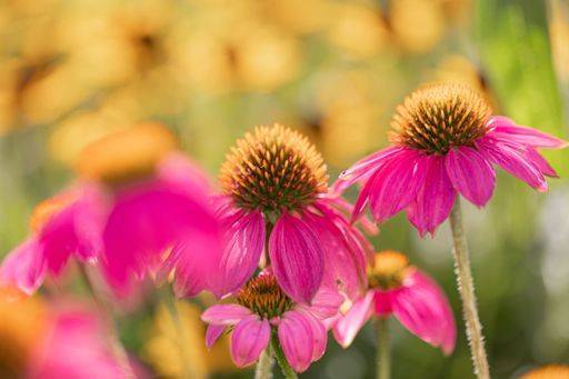 RECORD DATE NOT STATED Coneflowers (Echinacea) with pink petals in full bloom in front of others in blurred foreground and background *** Coneflowers Echinacea mit Rosa Blütenblätter ÊIn voll blühen ÊIn vorne des anderen ÊIn unscharf Vordergrund und Hintergrund 19103265
