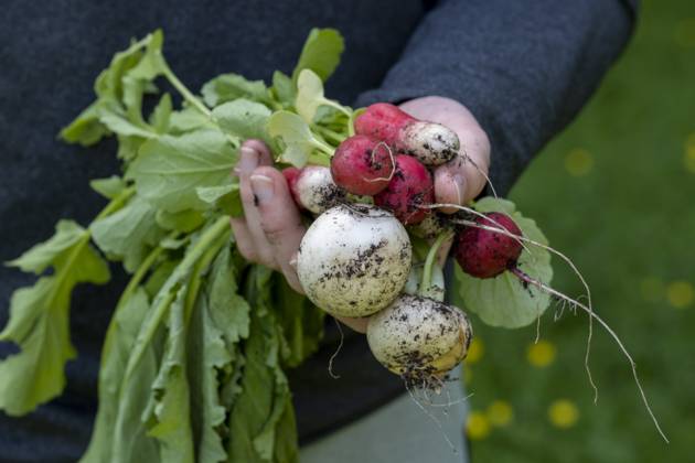 IMAGO Creative, Sommer, Food, Radieschen Young man holding freshly harvested radish at farm model released, Symbolfoto, LBF03787