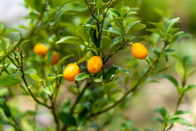 orange citrus fruits on a Kumquat tree Córdoba, Cordoba, Argentina R_SIIZ23032171-1157168-01