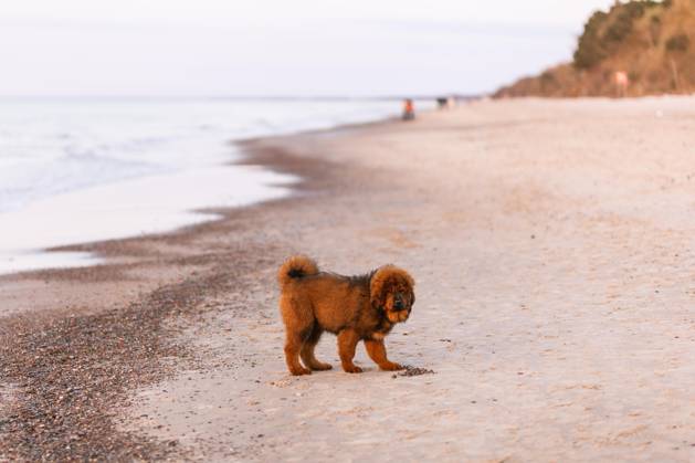 Khiva Red Tibetan Mastiff Puppy on Beach Copyright: imageBROKER/GrzegorzxMajchrzak ibxgrm09199580