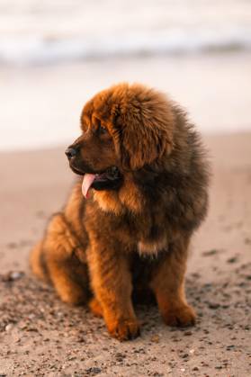Khiva Red Tibetan Mastiff Puppy on Beach Copyright: imageBROKER/GrzegorzxMajchrzak ibxgrm09199582