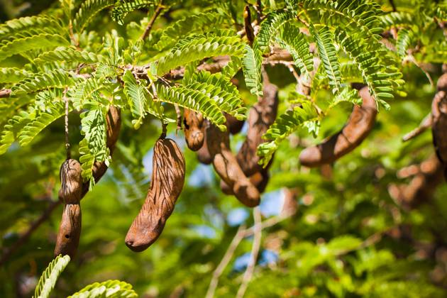 Branch of a beautiful Tamarind tree with many seed pods Copyright: xJohanxLarsonx xDesignxPicsx , 30658355 Copyright: JohanxLarsonx xDesignxPics 30658355