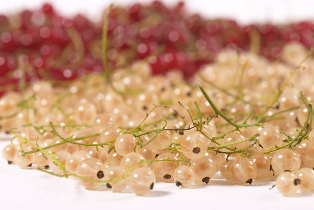 macro view of red and white currants on the white background Copyright: xGennadyxKravetskyx xDesignxPicsx , 30780515 Copyright: JirixVaclavekx xDesignxPics 30780515