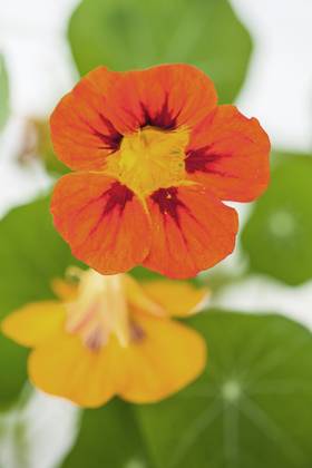 Great Nasturtium, Great Capuchin Cress, Nasturtium, Capuchin Kresse Tropaeolum majus , Flowers Indian cress, Common nasturtium, Garden nasturtium Tropaeolum majus , Flowers BLWS686475 Copyright: xblickwinkel M.xWuchenauerx